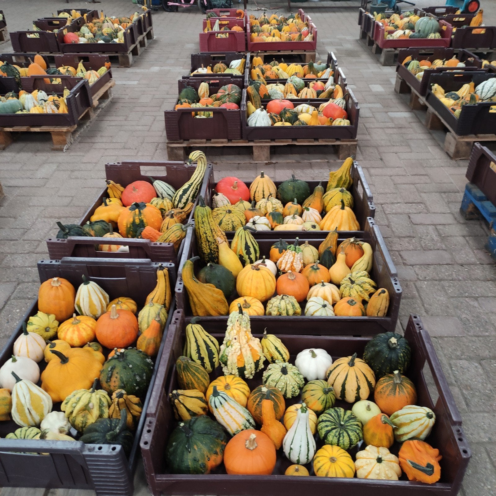Pompoenen Sier - Eetbaar en Halloween.🎃🎃., Ophalen, Nieuw