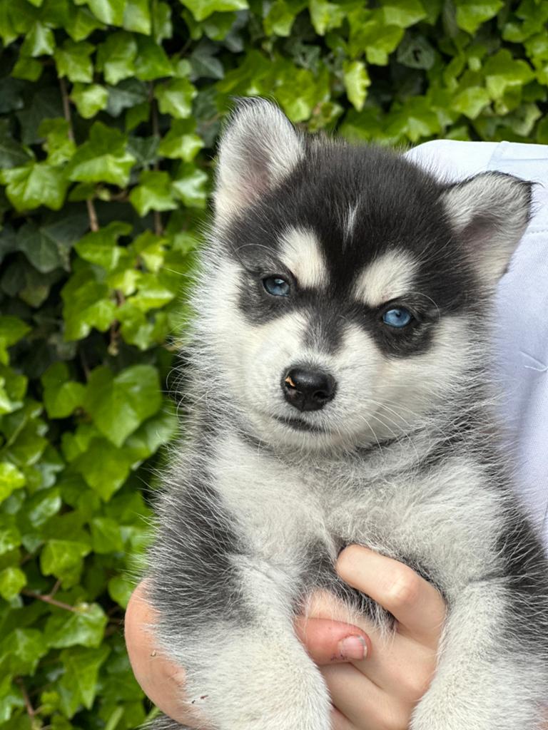 Lieve pomsky pups met blauwe oogjes van gelegenheidsnestje, Dieren en Toebehoren, Parvo, 8 tot 15 weken, Meerdere dieren, Eén hond