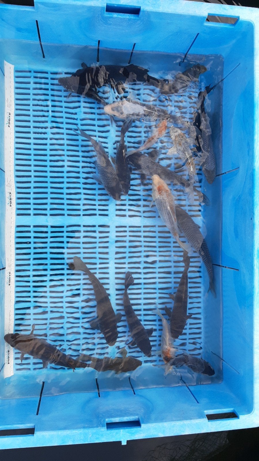 koi tosai mix, Karper of Koi