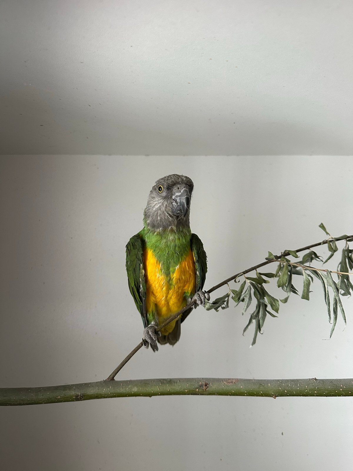 Te koop Bonte Boeren, Meerdere dieren, Papegaai, Geringd