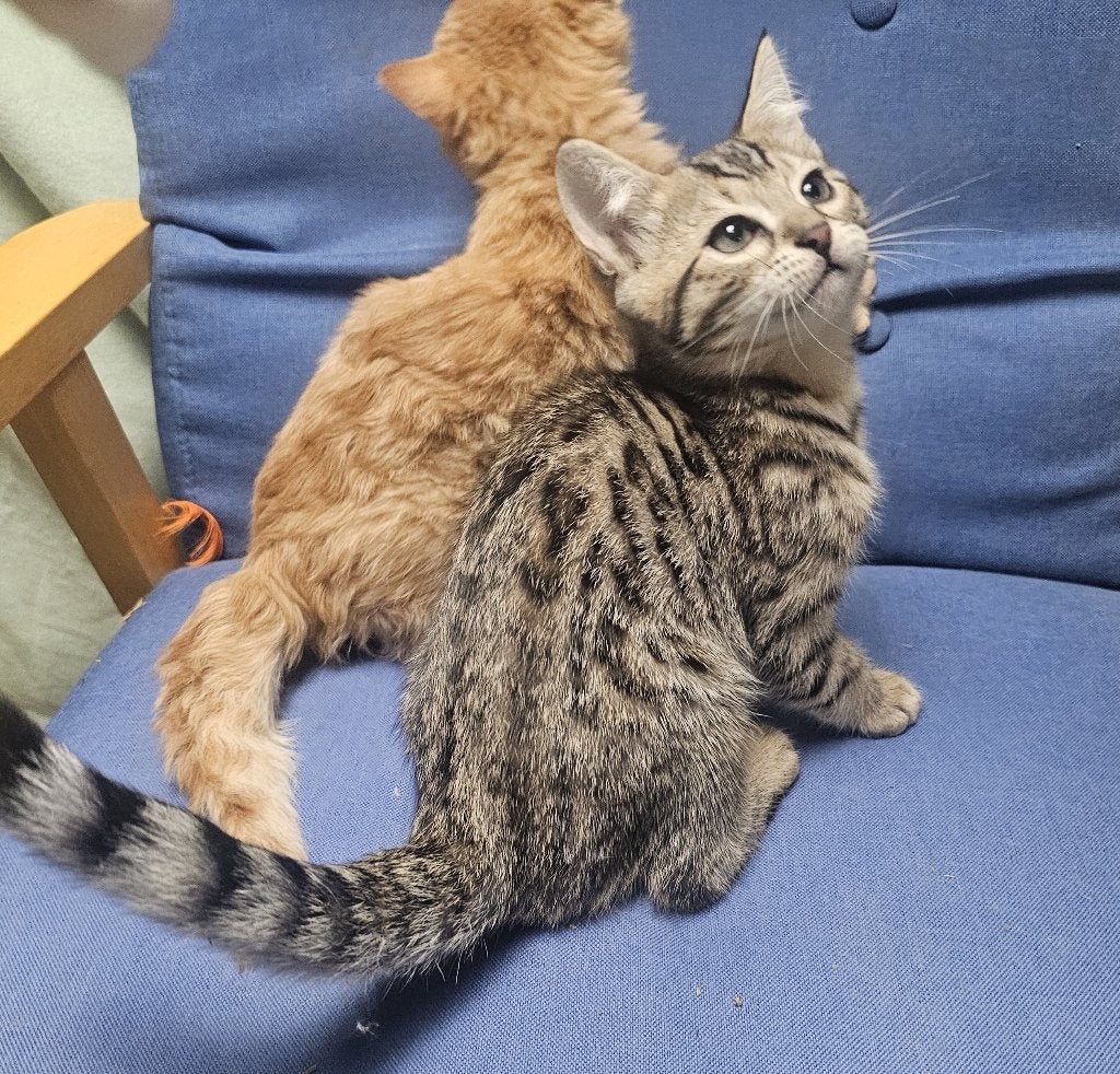 Bengaal kitten kruising compleet gevaccineerd en gecastreerd, Dieren en Toebehoren, Kater, Gechipt, 0 tot 2 jaar