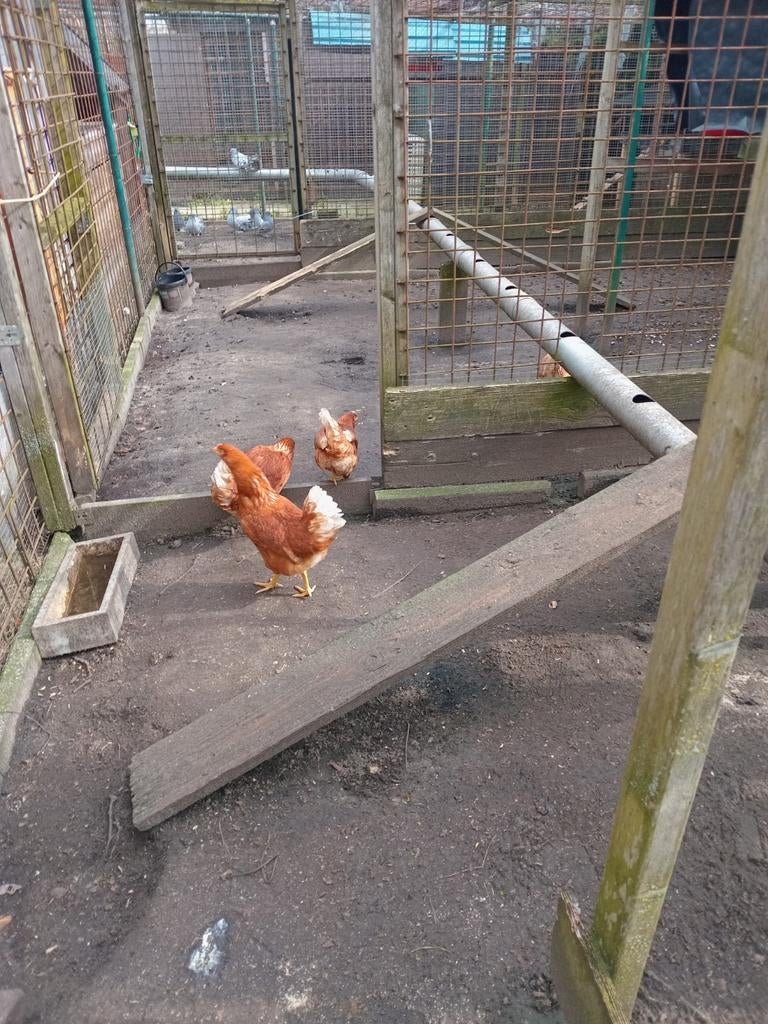 Leghennen 19 weken, Dieren en Toebehoren, Pluimvee, Vrouwelijk, Kip