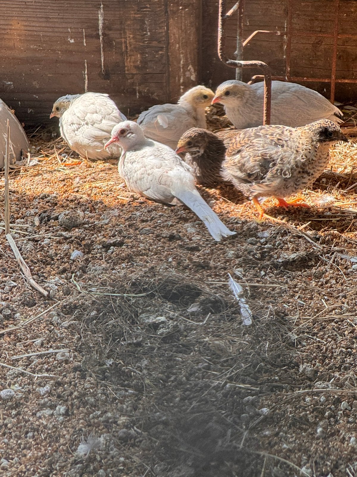 Chinese dwergkwartel (juni26), Dieren en Toebehoren, Pluimvee, Meerdere dieren, Overige soorten