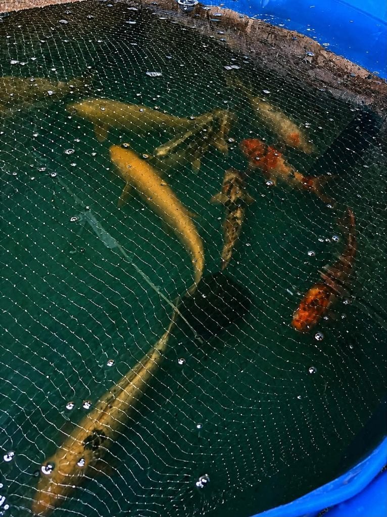 Schitterende koi karpers, Karper of Koi