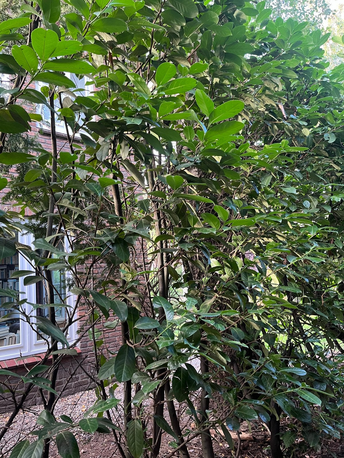 4x Grote Laurierhaag 3 meter hoog - gratis, Ophalen, Laurier, Haag, 250 cm of meer