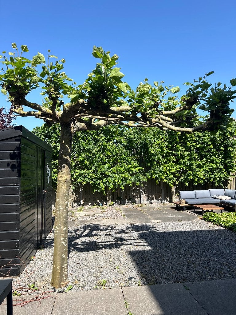 Dakplataan, Ophalen, Volle zon, Dakboom, 250 tot 400 cm