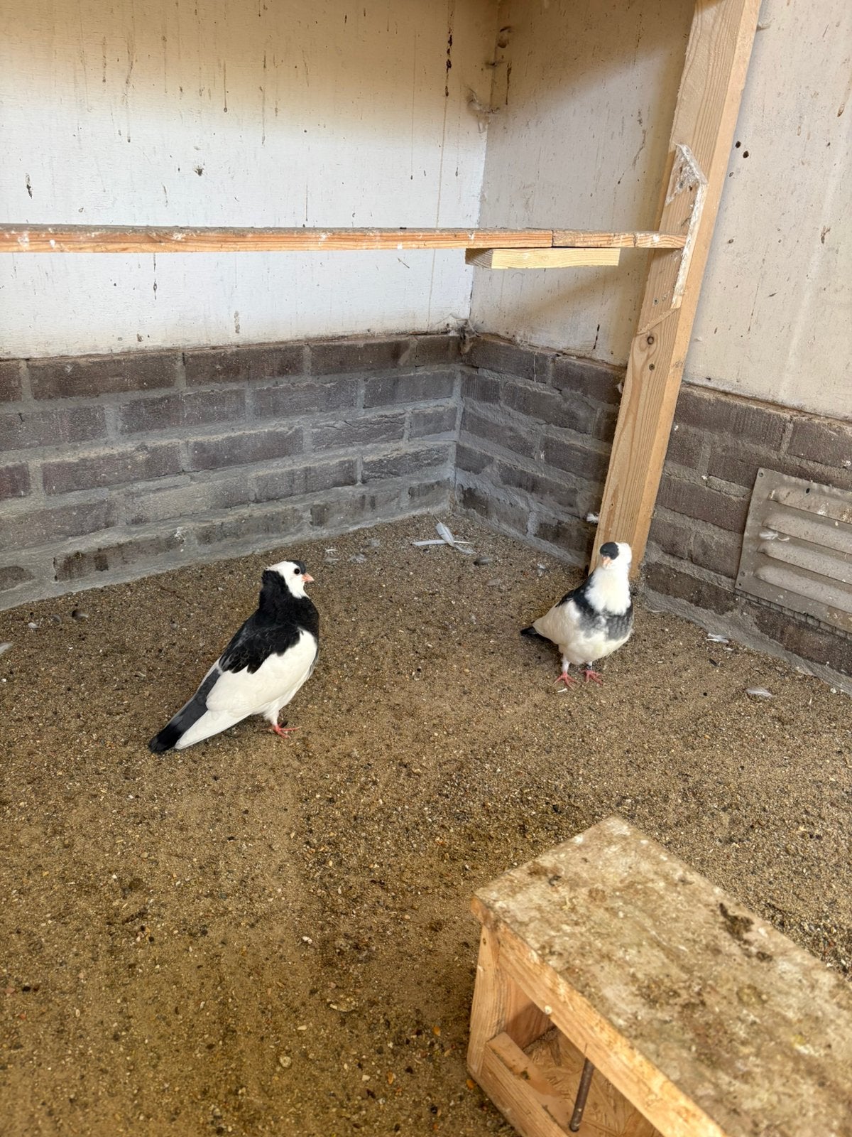 2 jonge Felegyhazer tuimelaars., Dieren en Toebehoren, Meerdere dieren, Postduif