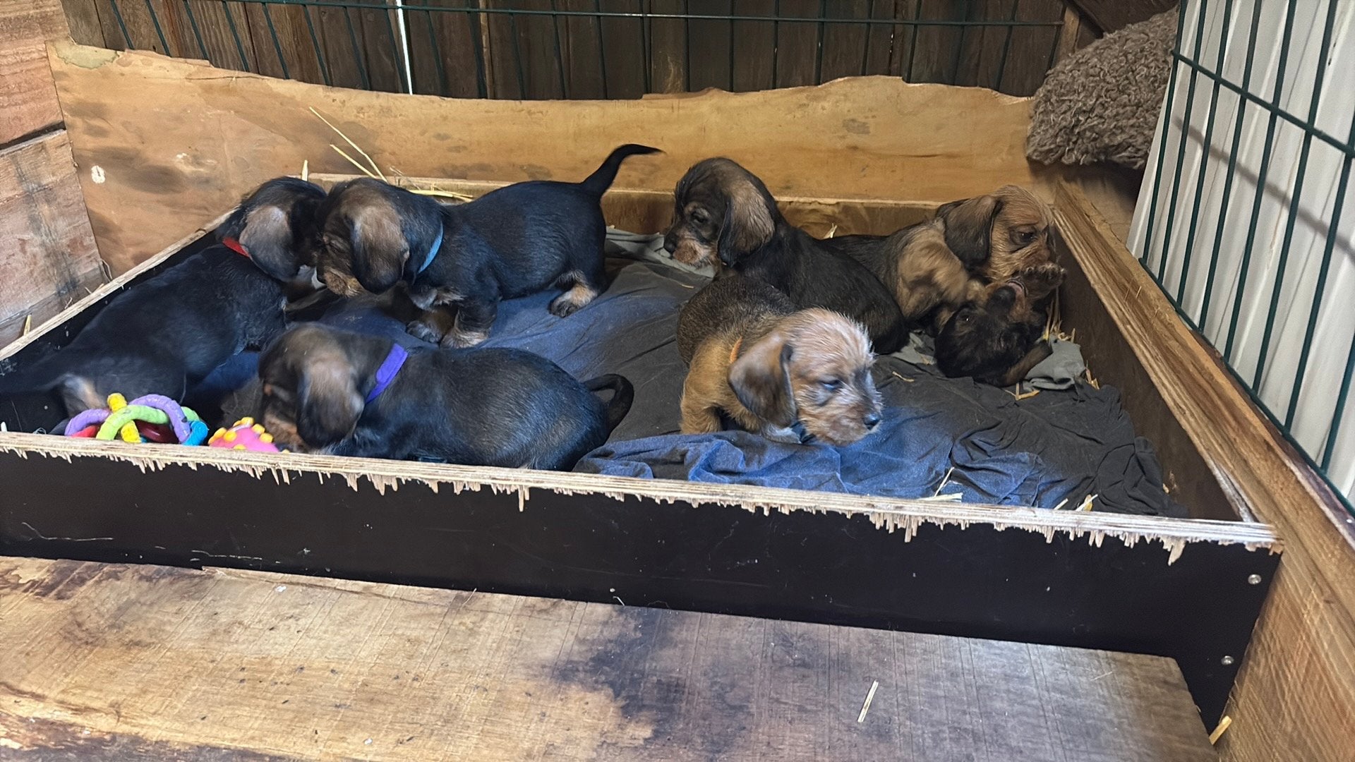 Prachtige ruwhaar teckelpups, Parvo, Standaard, 8 tot 15 weken, Meerdere