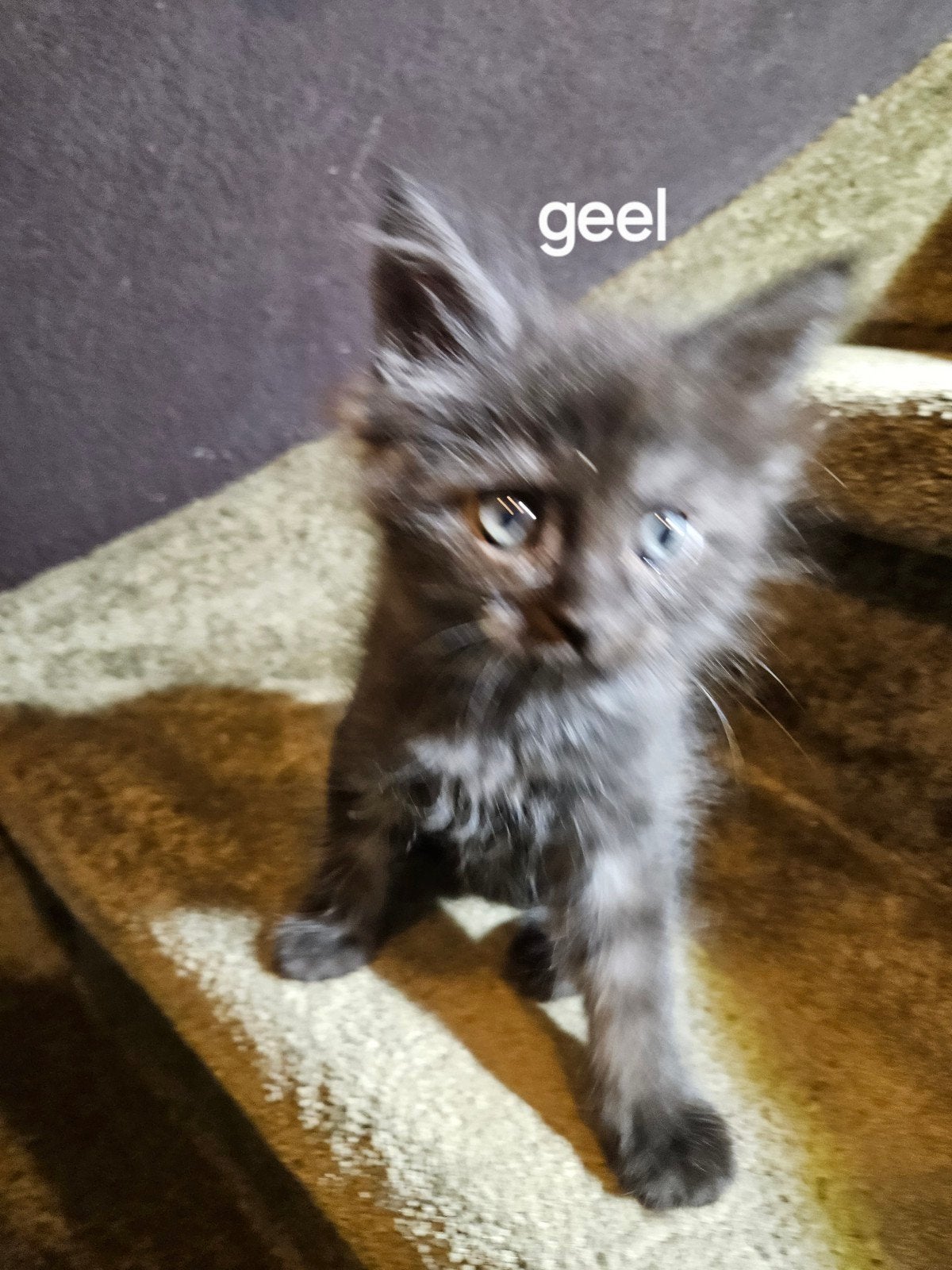 Main Coon: 100% mogen verhuizen., Meerdere dieren, Gechipt, 0 tot 2 jaar