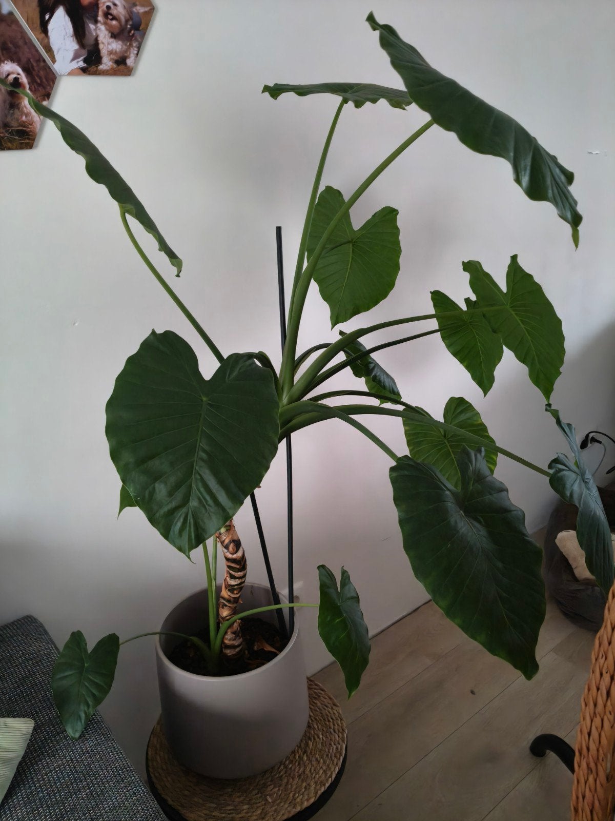 Grote Alocasia (Olifantsoor) inclusief pot, Huis en Inrichting, Ophalen, Halfschaduw, 100 tot 150 cm