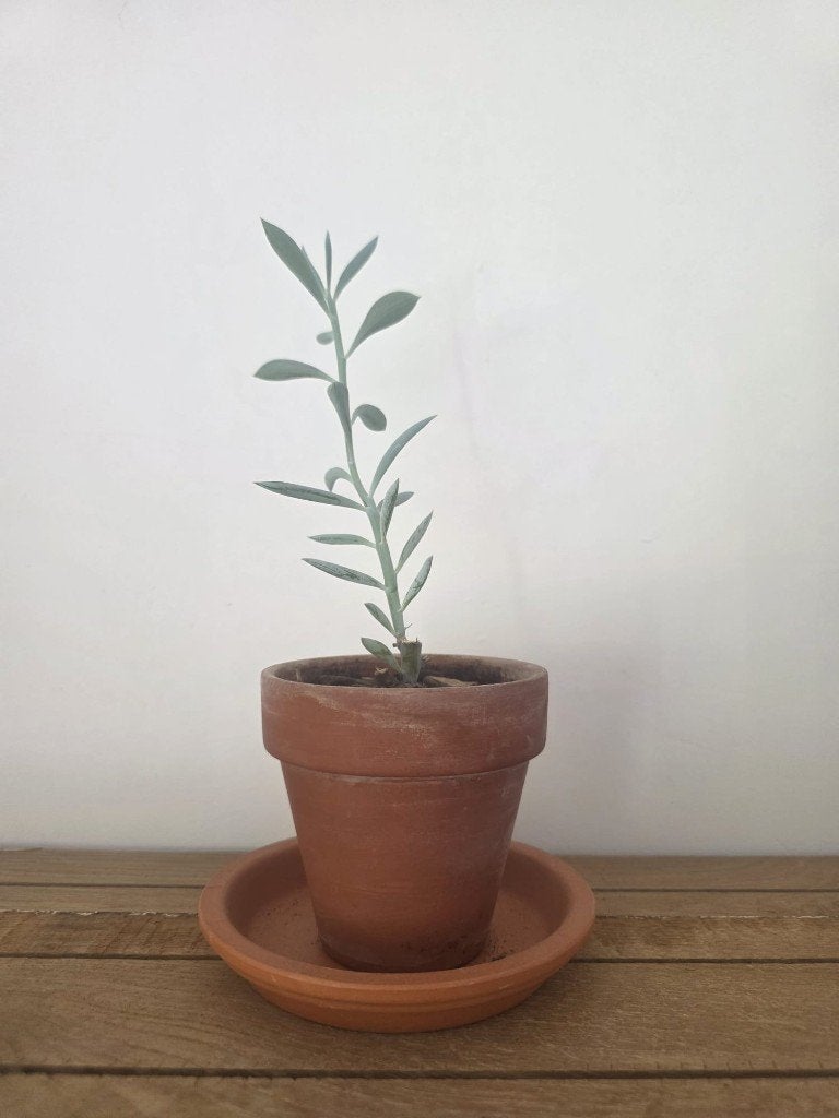 Stekje Senecio 'Mount Everest' te koop, Ophalen of Verzenden, Halfschaduw, Minder dan 100 cm