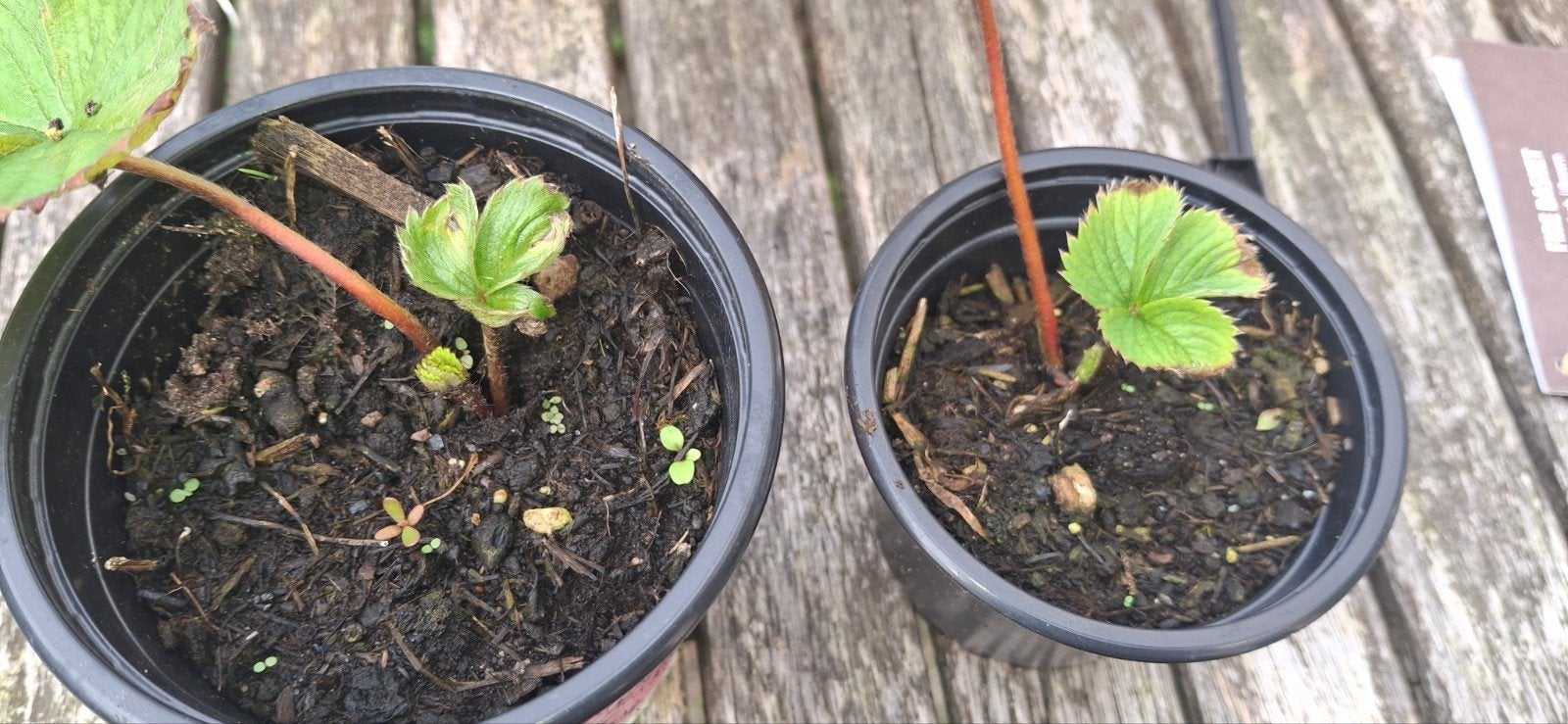 Aardbeiplantjes - Vers van eigen kweek, Ophalen, Volle zon, Vaste plant, Fruitplanten