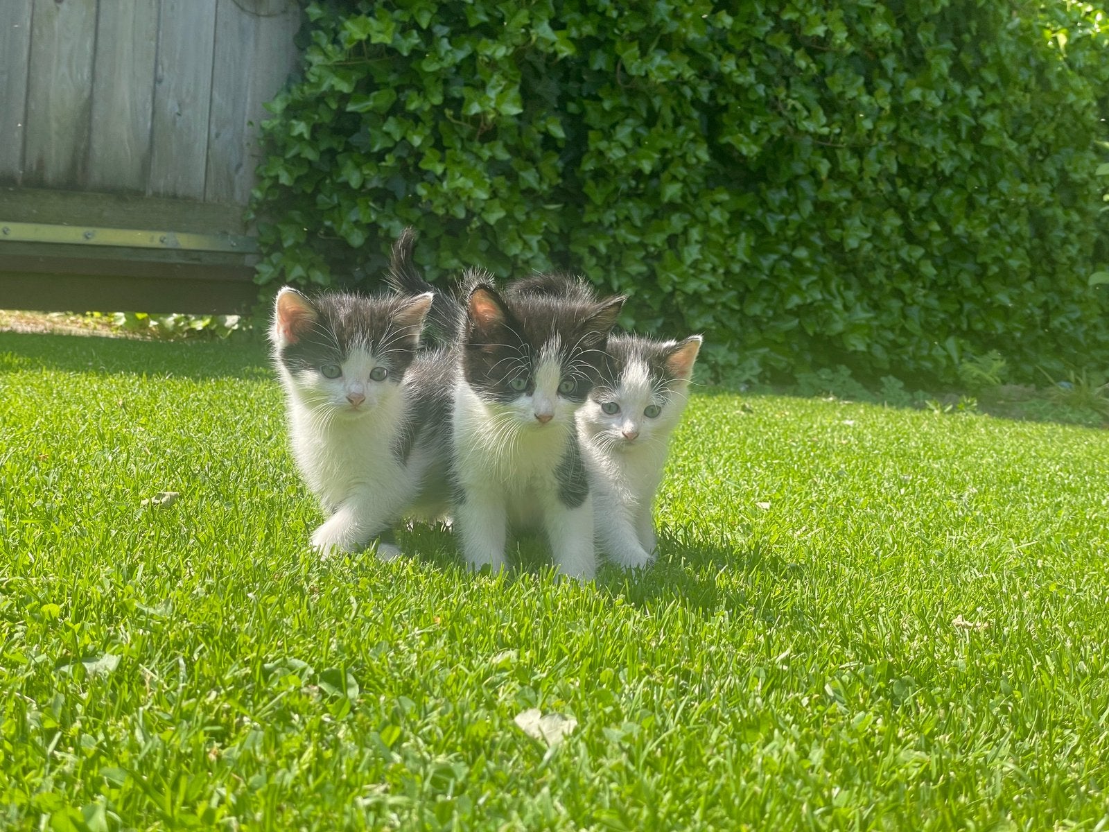 Lieve kittens zoeken fijn huisje 1katertje en 2 poesjes, Meerdere dieren, Kortharig, 0 tot 2 jaar