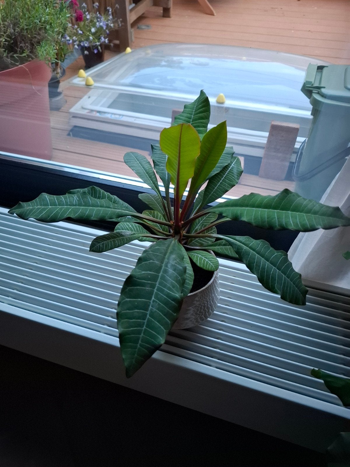 Jonge Madagaskar Jewel, Huis en Inrichting, Kamerplanten, Ophalen, Halfschaduw, Minder dan 100 cm