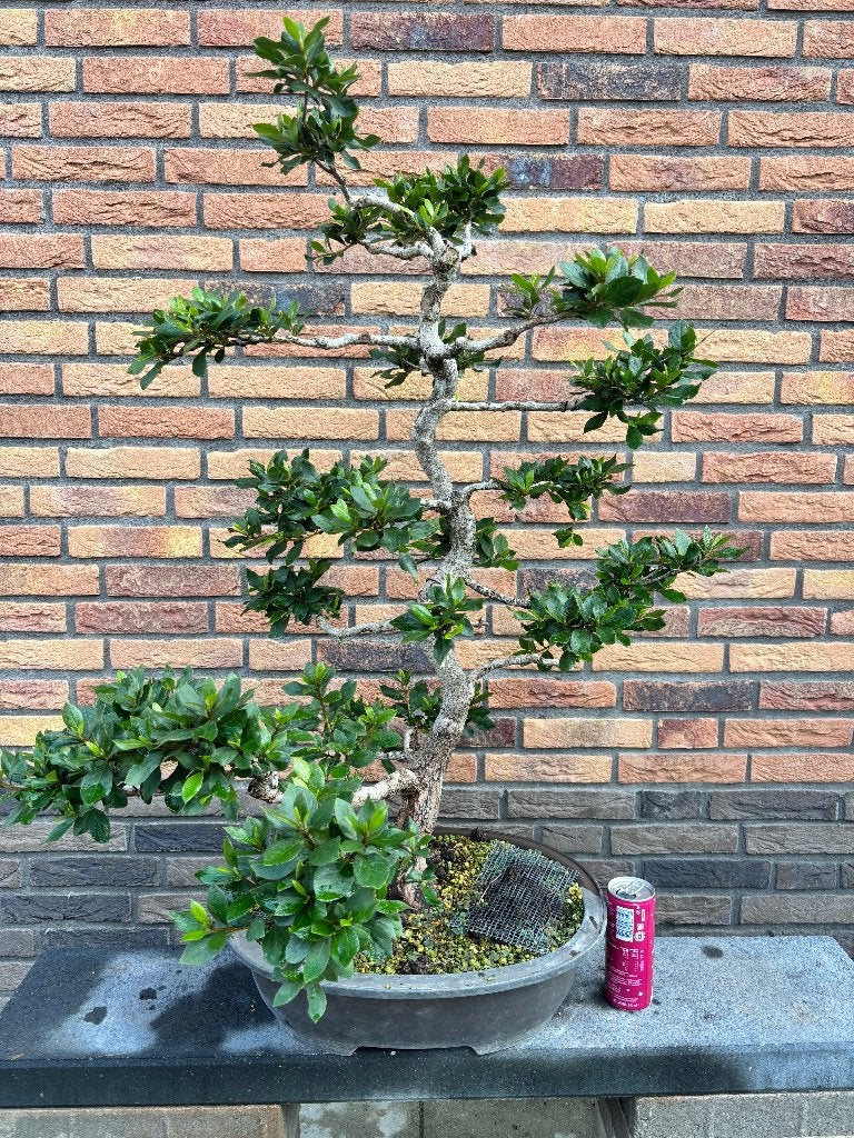 bonsai rhododendron indicum, Vaste plant, Halfschaduw, Zomer, Ophalen