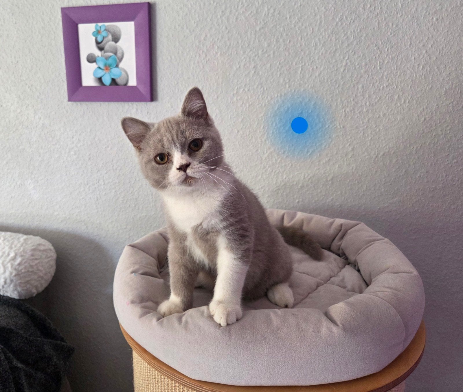 Britse korthaar kittens stamboom lilac blue white, Meerdere dieren, Met stamboom, 0 tot 2 jaar