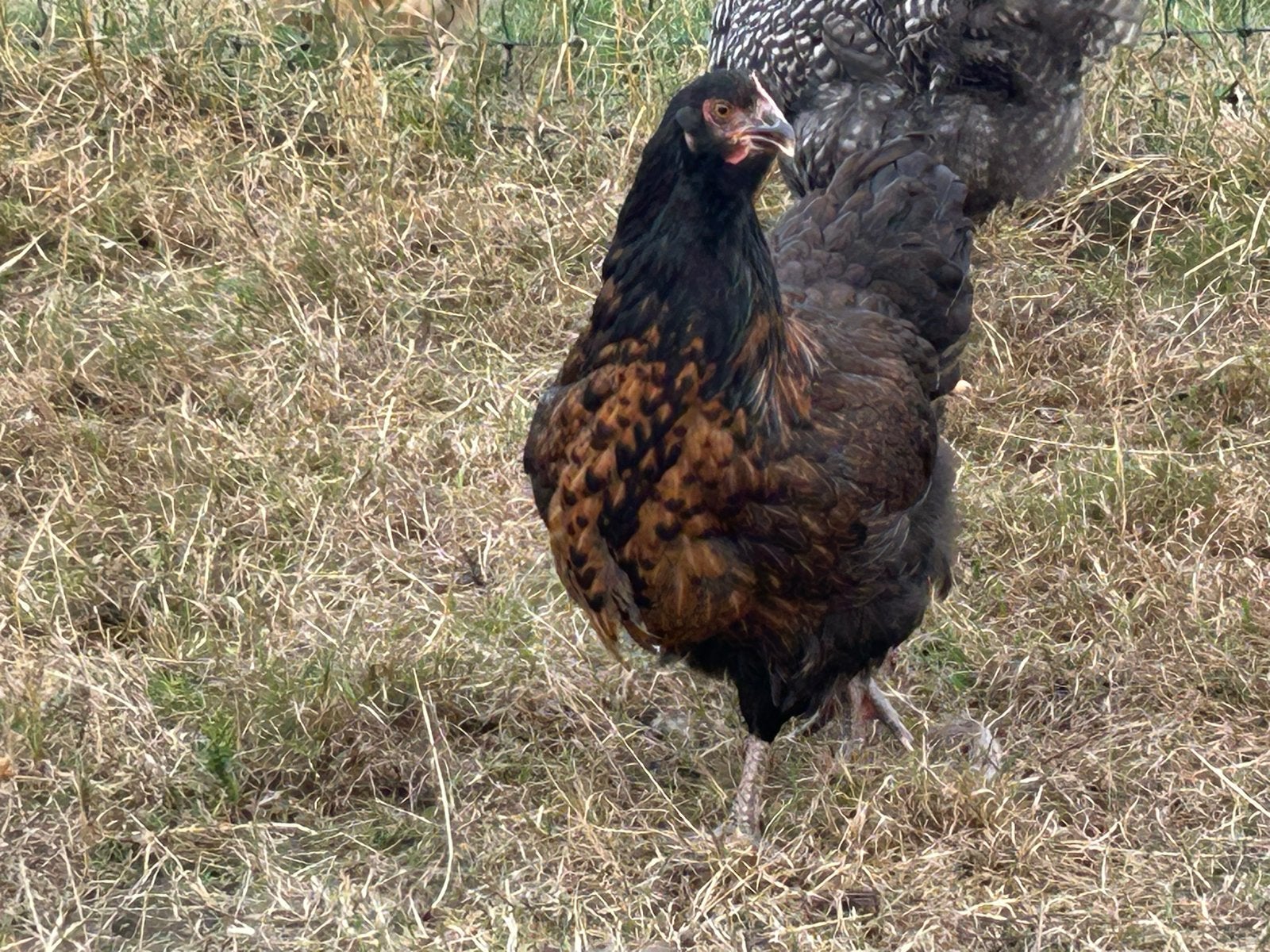 Jonge hennen, kippen, Dieren en Toebehoren, Pluimvee, Vrouwelijk, Kip