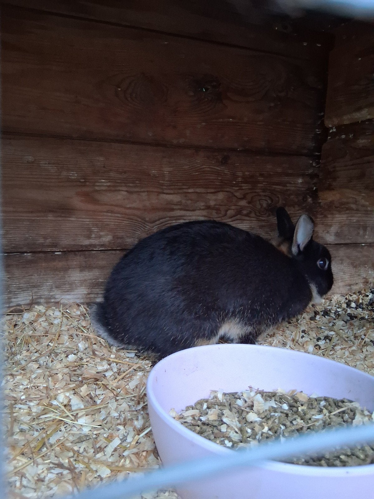 kleurdwerg konijntjes, Dieren en Toebehoren, April, Meerdere dieren, Overige typen, Tam