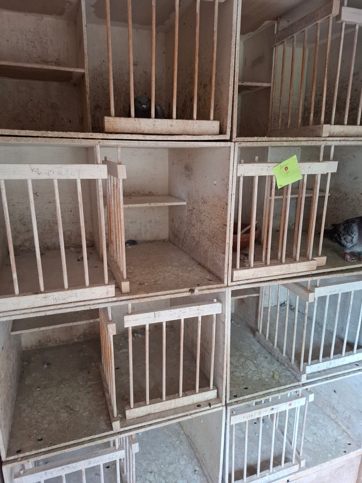 Gratis 8 weduwschap hokken, Dieren en Toebehoren, Vogels | Duiven, Meerdere dieren, Postduif