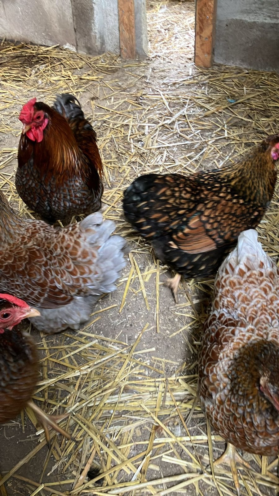Broedeieren wyandotte zwart/blauw gezoomd, Dieren en Toebehoren, Pluimvee, Geslacht onbekend, Kip