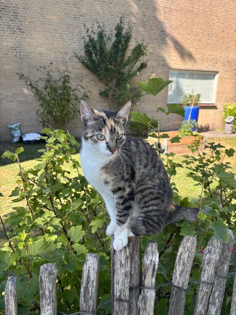 katten, Poes, Ontwormd, 0 tot 2 jaar