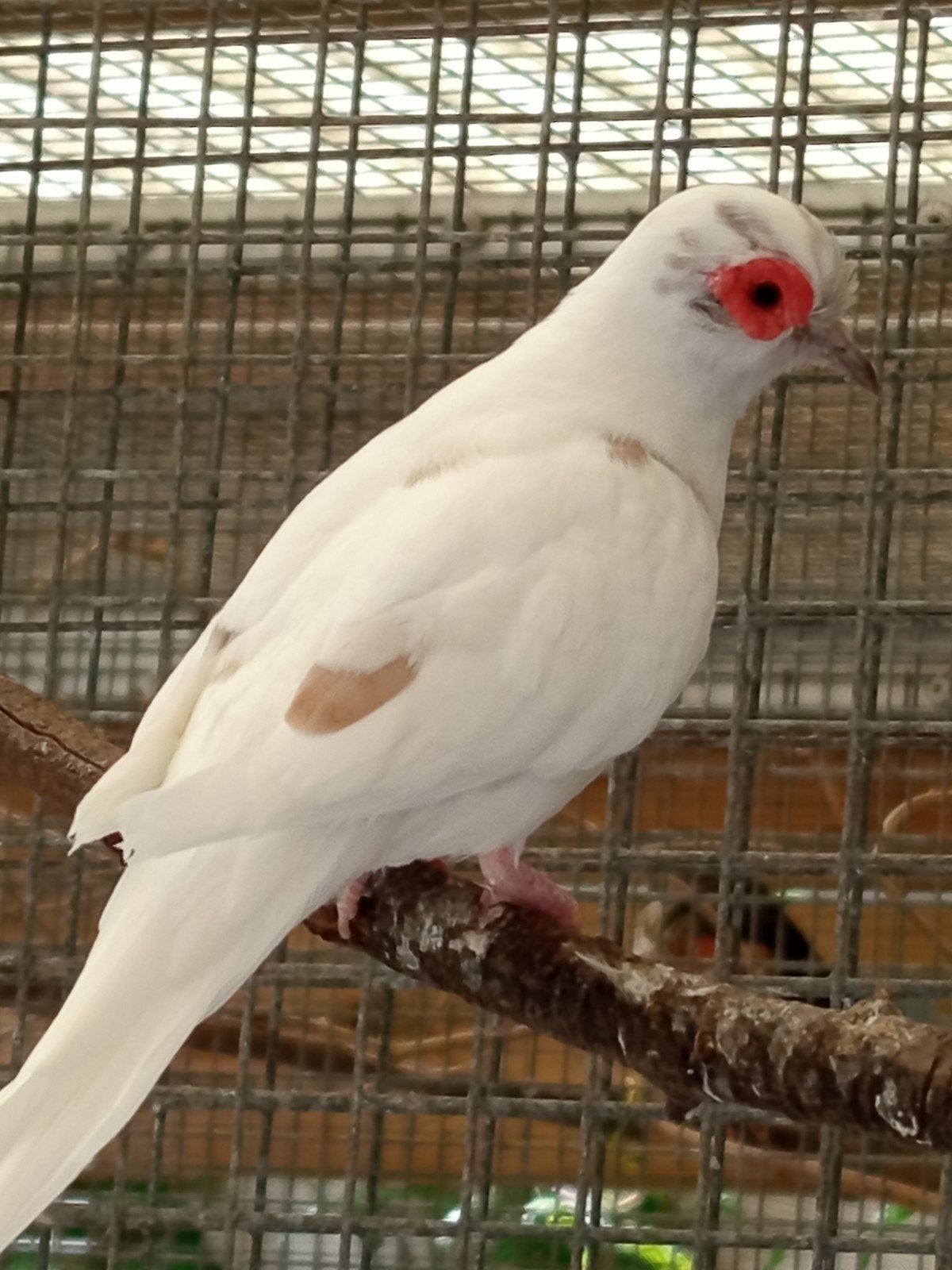 Koppel diamant duiven, Dieren en Toebehoren, Vogels | Overige Vogels, Meerdere dieren