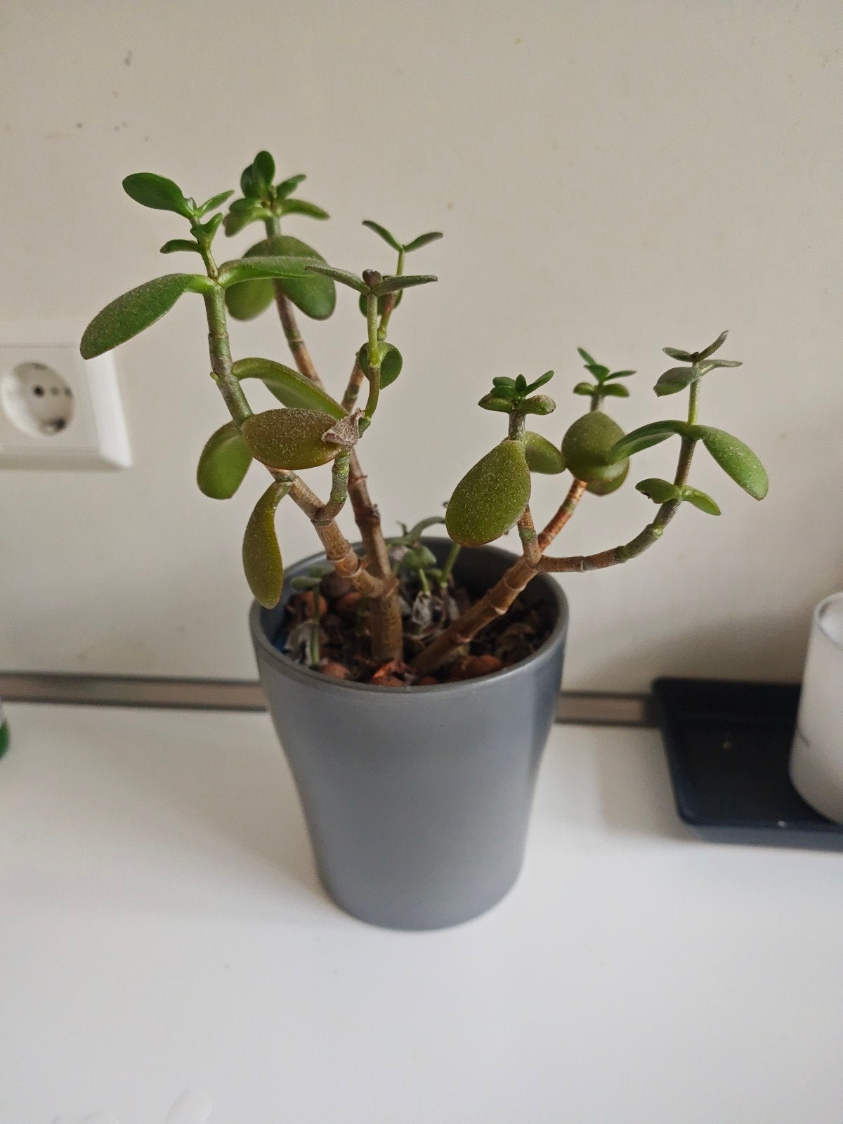 Mooie Jade plant (Crassula ovata) in pot, Tuin en Terras, Volle zon, Vaste plant, Bloeit niet, Ophalen