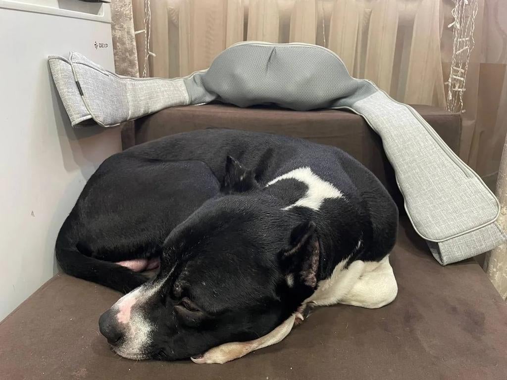 Reu Stafford adoptiehond herplaatser, Particulier, Buitenland, Parvo, Eén hond
