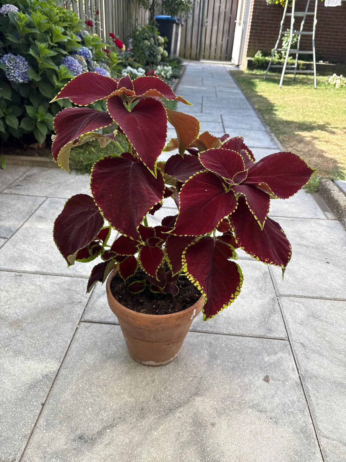 Prachtige Coleus plant in terracotta pot, Eenjarig, Bloeit niet, Halfschaduw, Ophalen