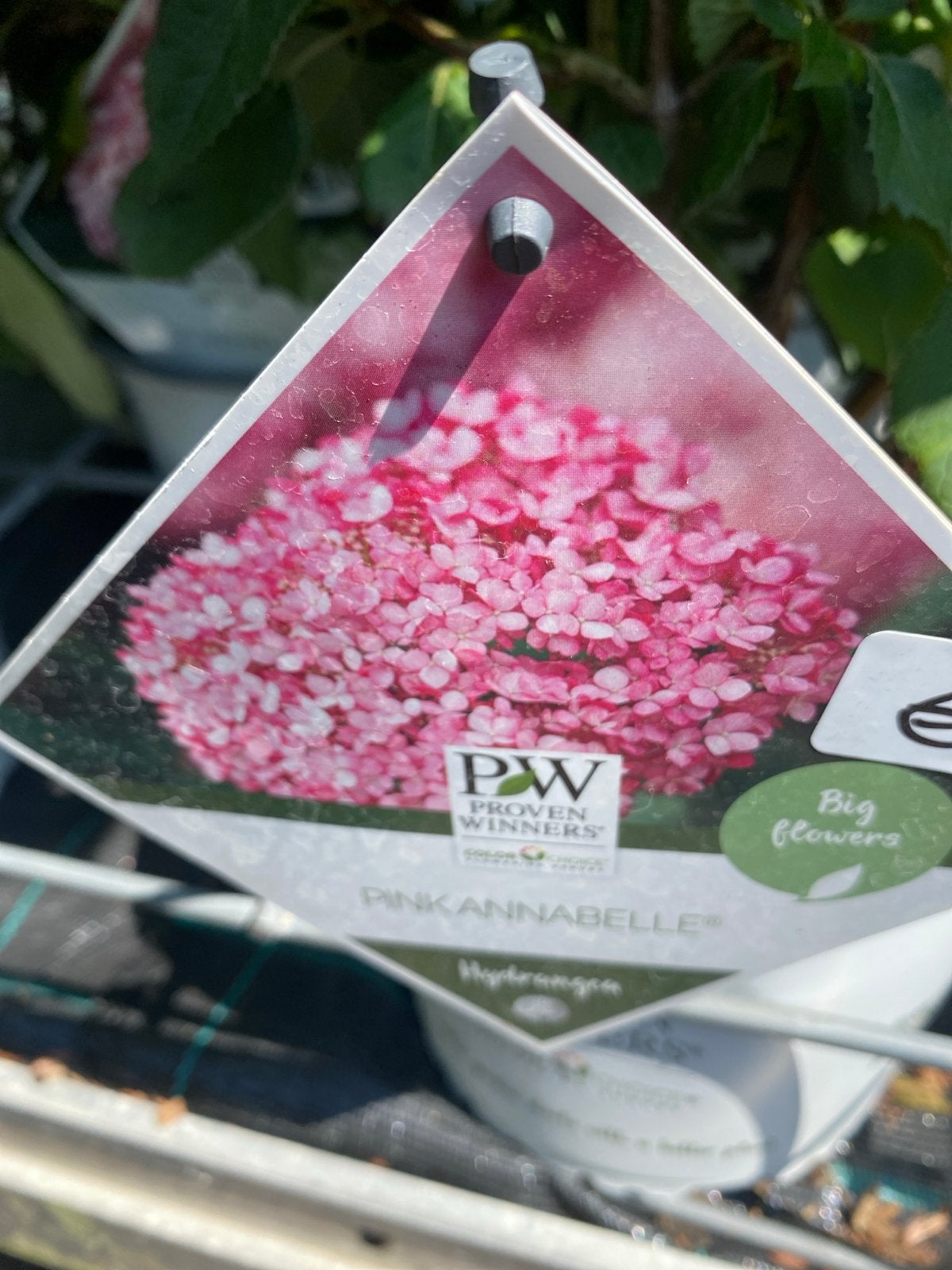 Proven Winners Pink Annabelle Hortensia - Grote Roze Bloemen, Vaste plant, Halfschaduw, Zomer, Ophalen