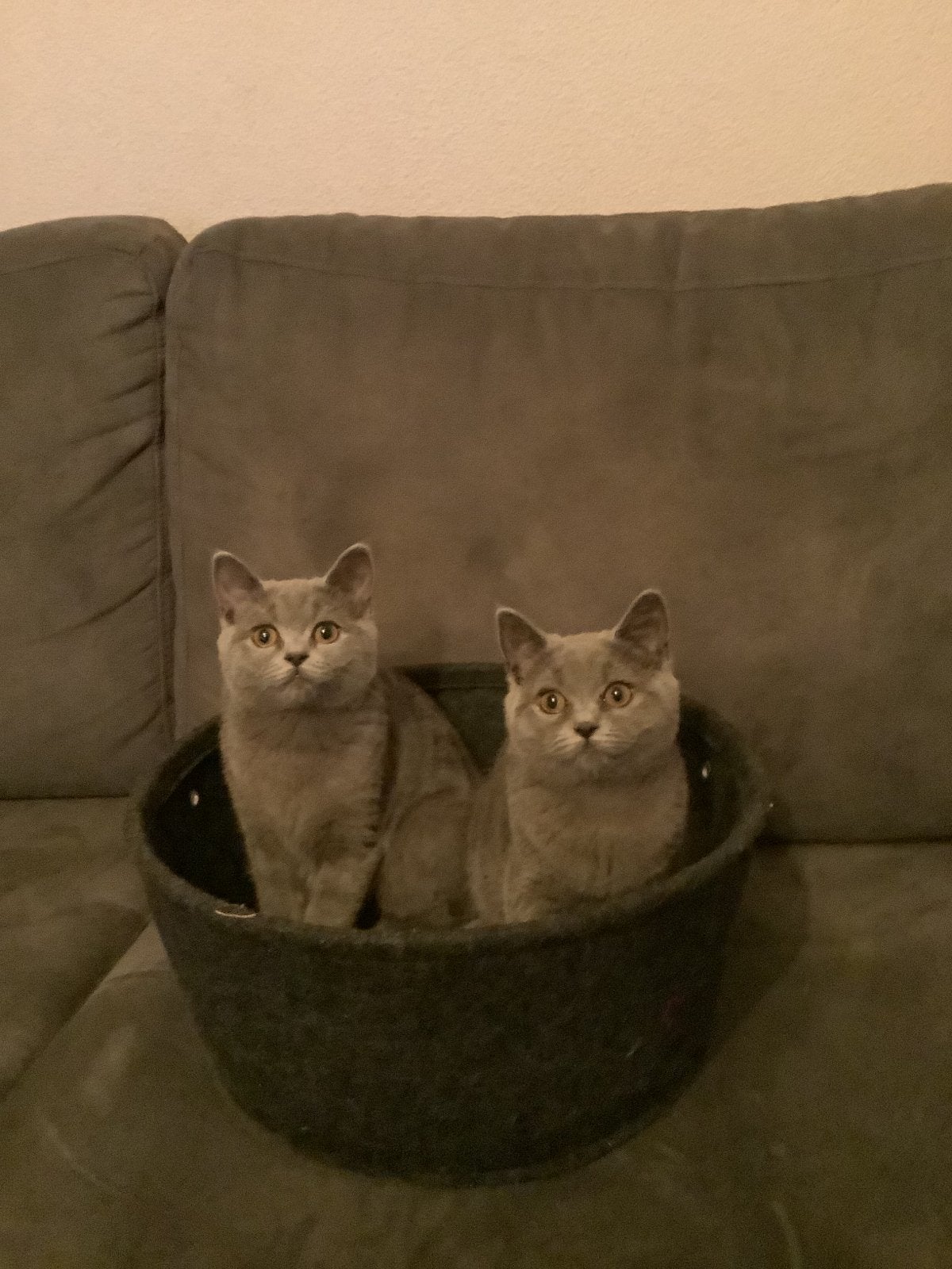 Britse korthaar 2 vrouwtjes, Poes