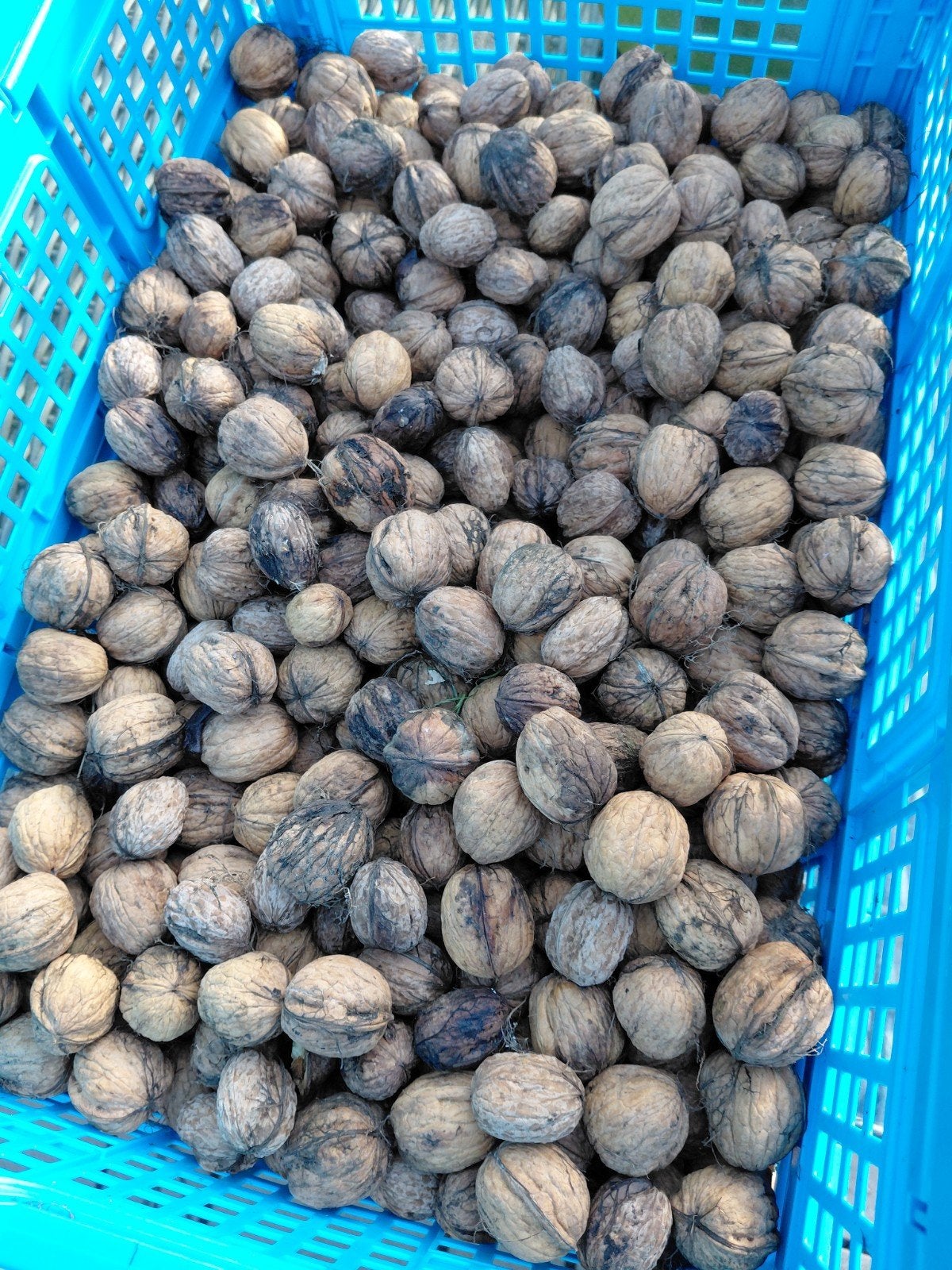27 kilo verse walnoten van eigen oogst, Ophalen of Verzenden