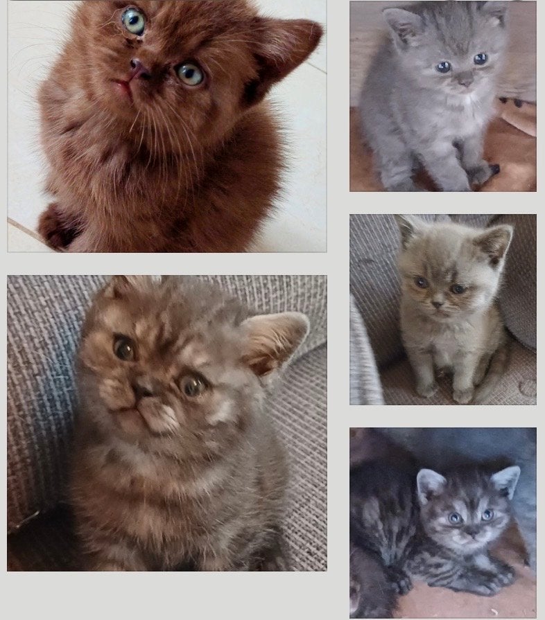 🩵nog 1 black smoke katertje britse korthaar kitten 🩵, Dieren en Toebehoren, Meerdere dieren, Ontwormd