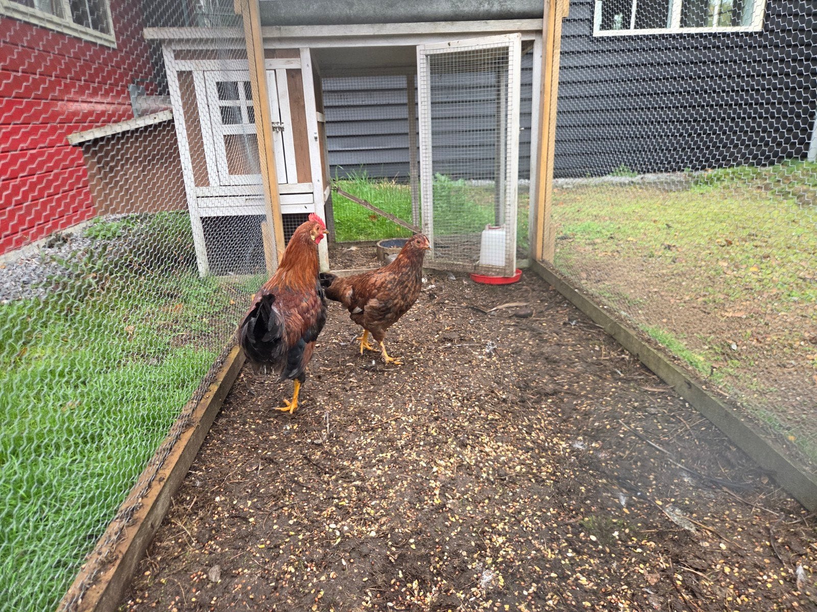 kippen en haantje, Dieren en Toebehoren, Meerdere dieren, Kip