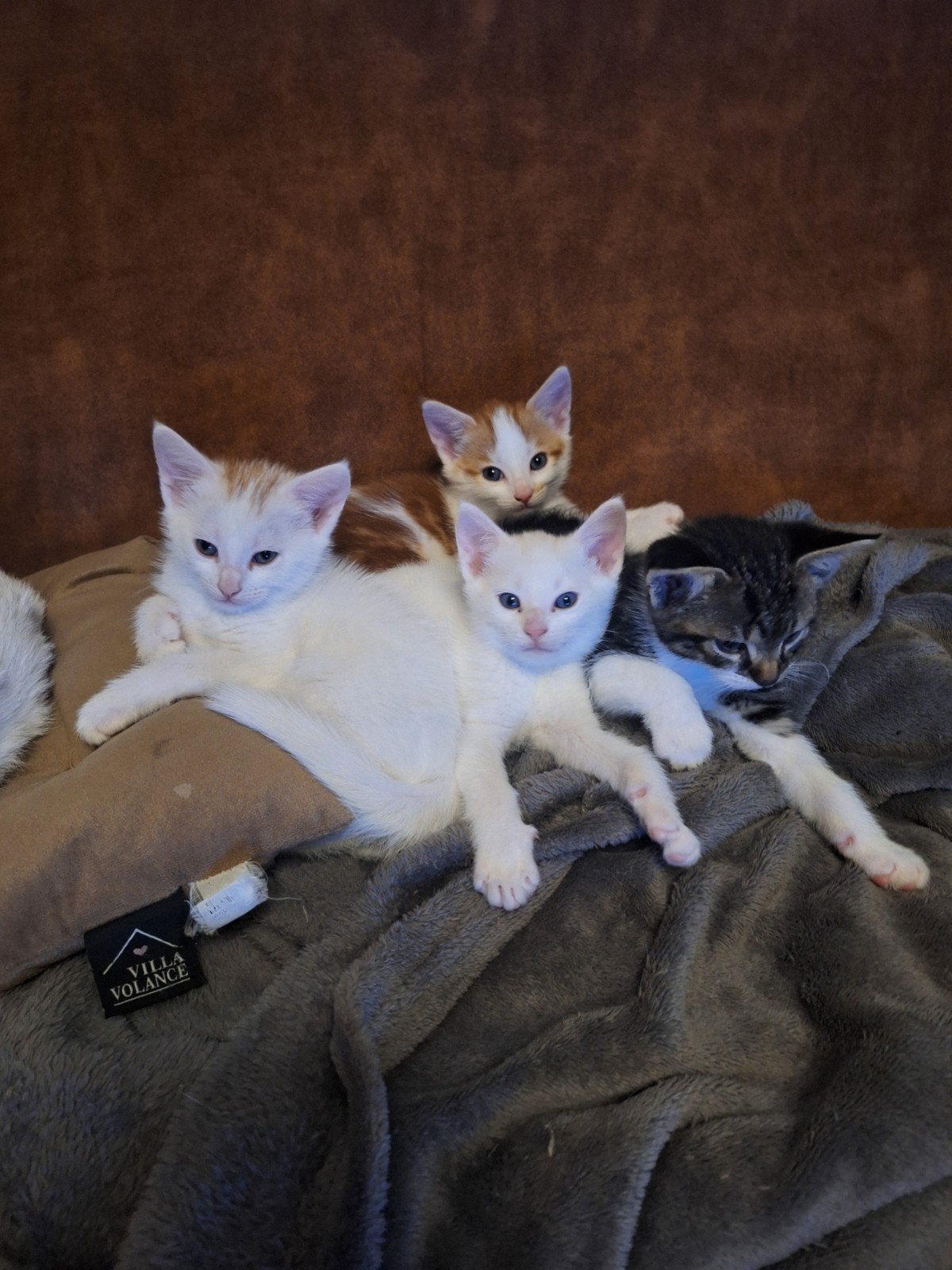 kittens - heel sociaal en erg lief., Dieren en Toebehoren, Meerdere dieren, Kortharig