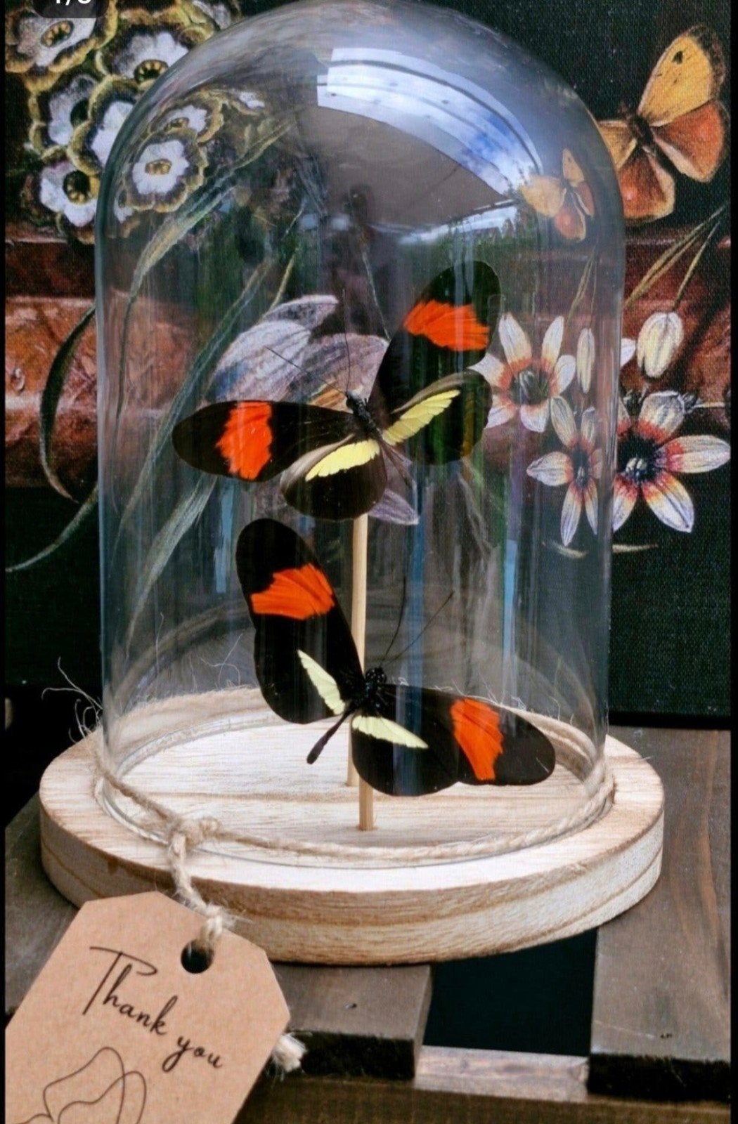Heliconius melpomene,  opgezette vlinder,  stolp, Ophalen of Verzenden, Nieuw, Insect, Opgezet dier