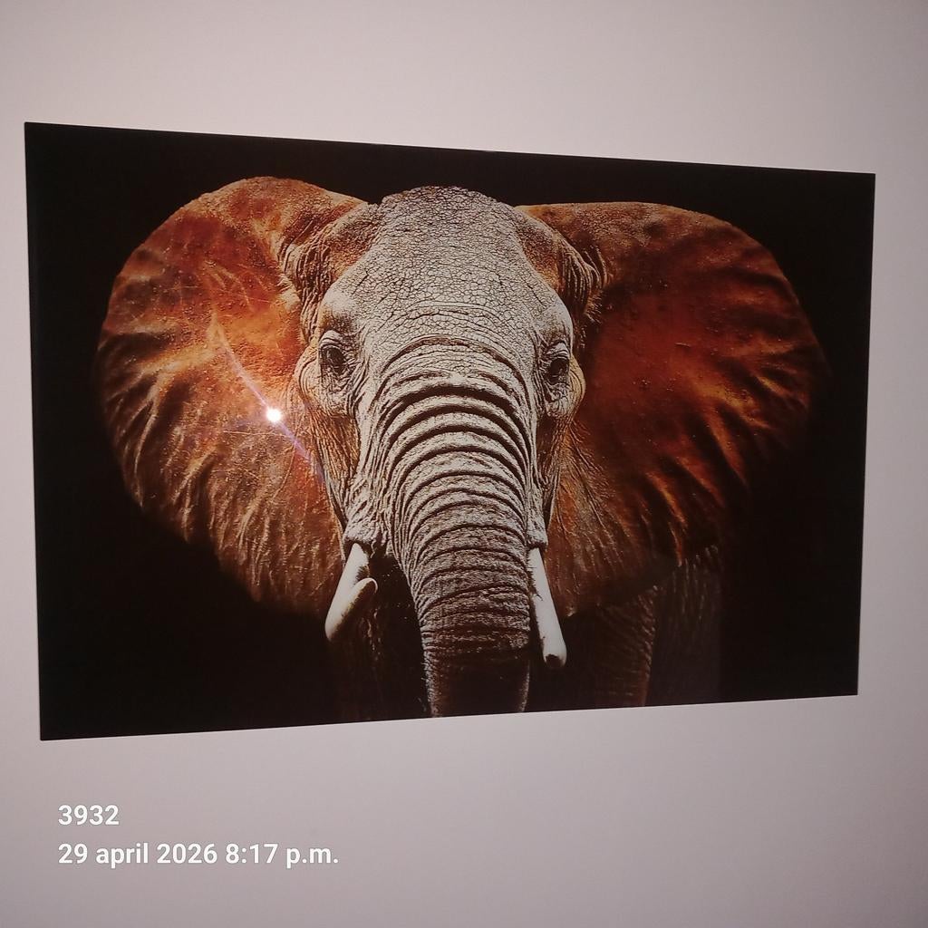 Schilderij op glas: Majestueuze Olifant, Antiek en Kunst, Ophalen of Verzenden