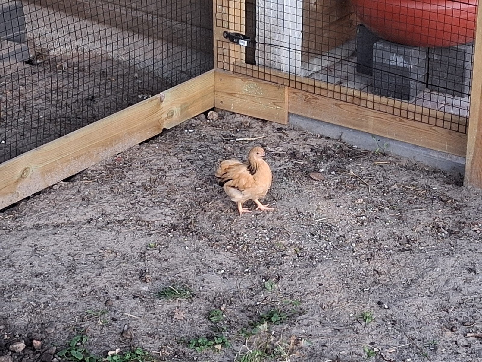 kuikens wyandotte kriel buff, Dieren en Toebehoren, Pluimvee, Meerdere dieren, Kip