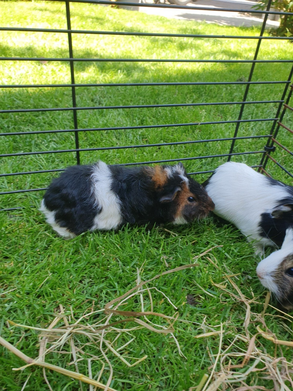 jonge cavia's, Dieren en Toebehoren, Cavia, Tam, Juli, Geslacht onbekend