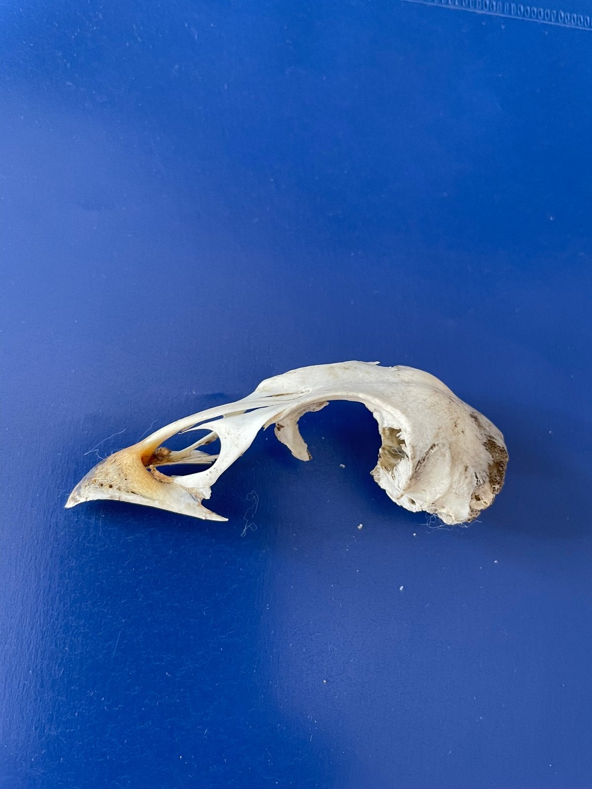 Vogelschedel ( in Hilversum ), Ophalen of Verzenden, Zo goed als nieuw, Zilver, Overige materialen