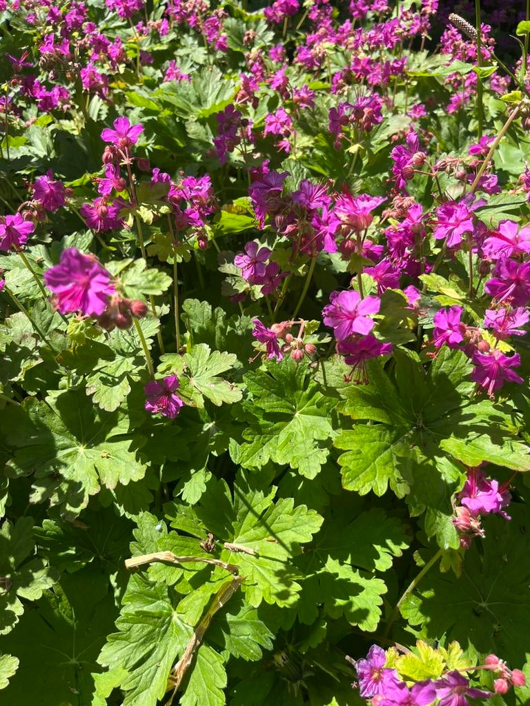 Geranium ooievaarsbek paars roze vaste plant bodembedekker, Ophalen, Bodembedekkers, Vaste plant, Halfschaduw