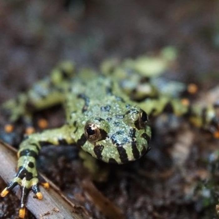 Bombina orientalis, Dieren en Toebehoren, Reptielen en Amfibieën