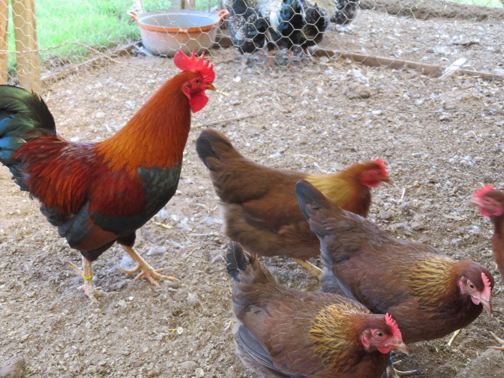 5 welsumer kriel hennen, Dieren en Toebehoren, Pluimvee, Vrouwelijk, Kip