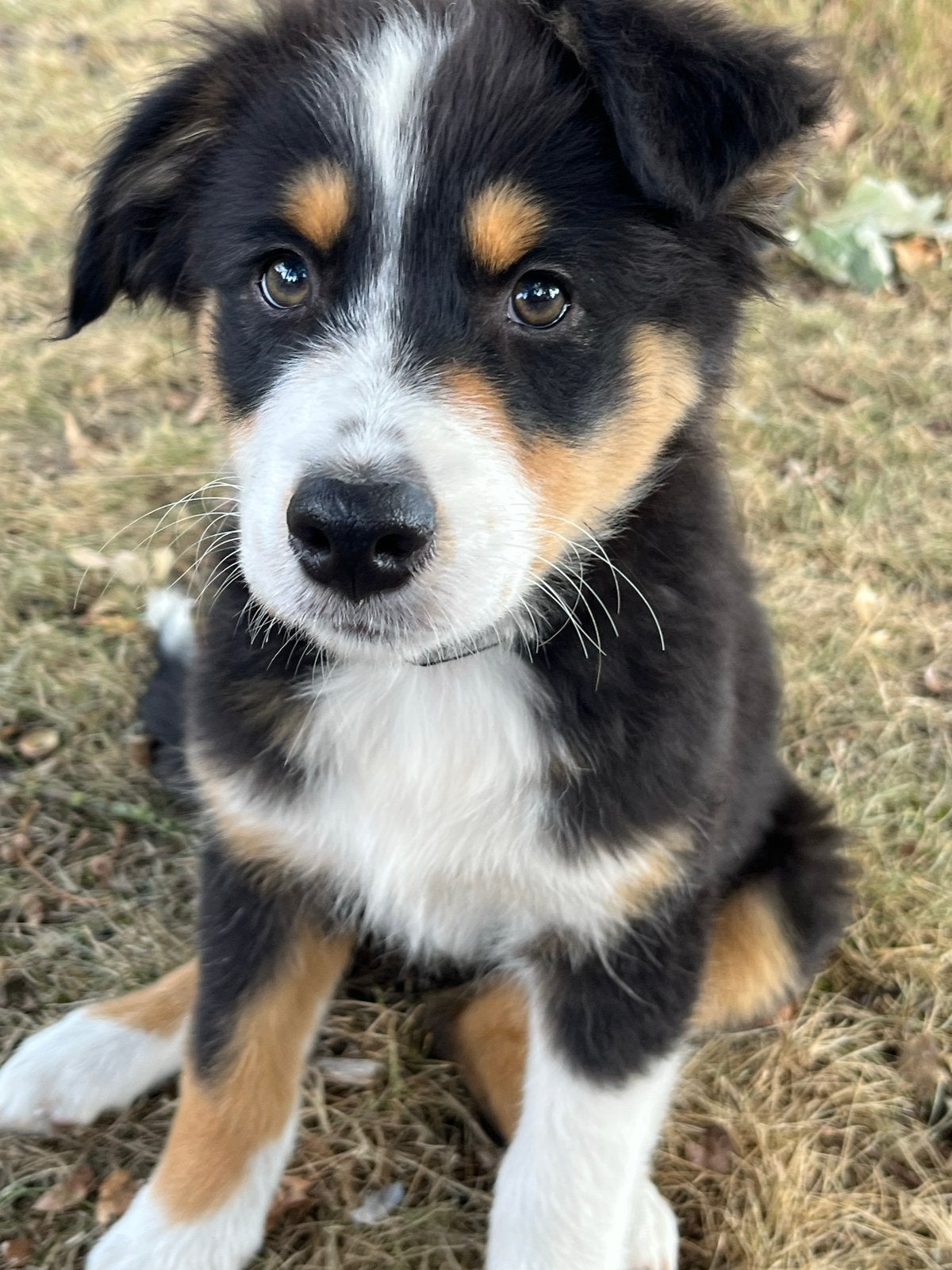 Austrailian shepherd pup teefje, goed gesocialiseerd, Dieren en Toebehoren, Honden | Herdershonden en Veedrijvers, 8 tot 15 weken
