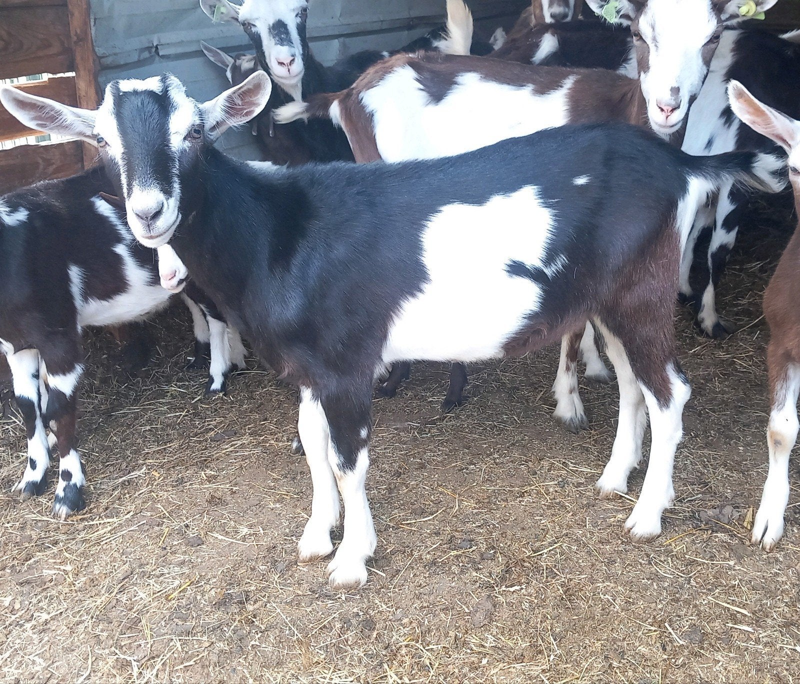 Bonte bok hoornloos Maartensdijk Ut., Dieren en Toebehoren, Mannelijk, Geit