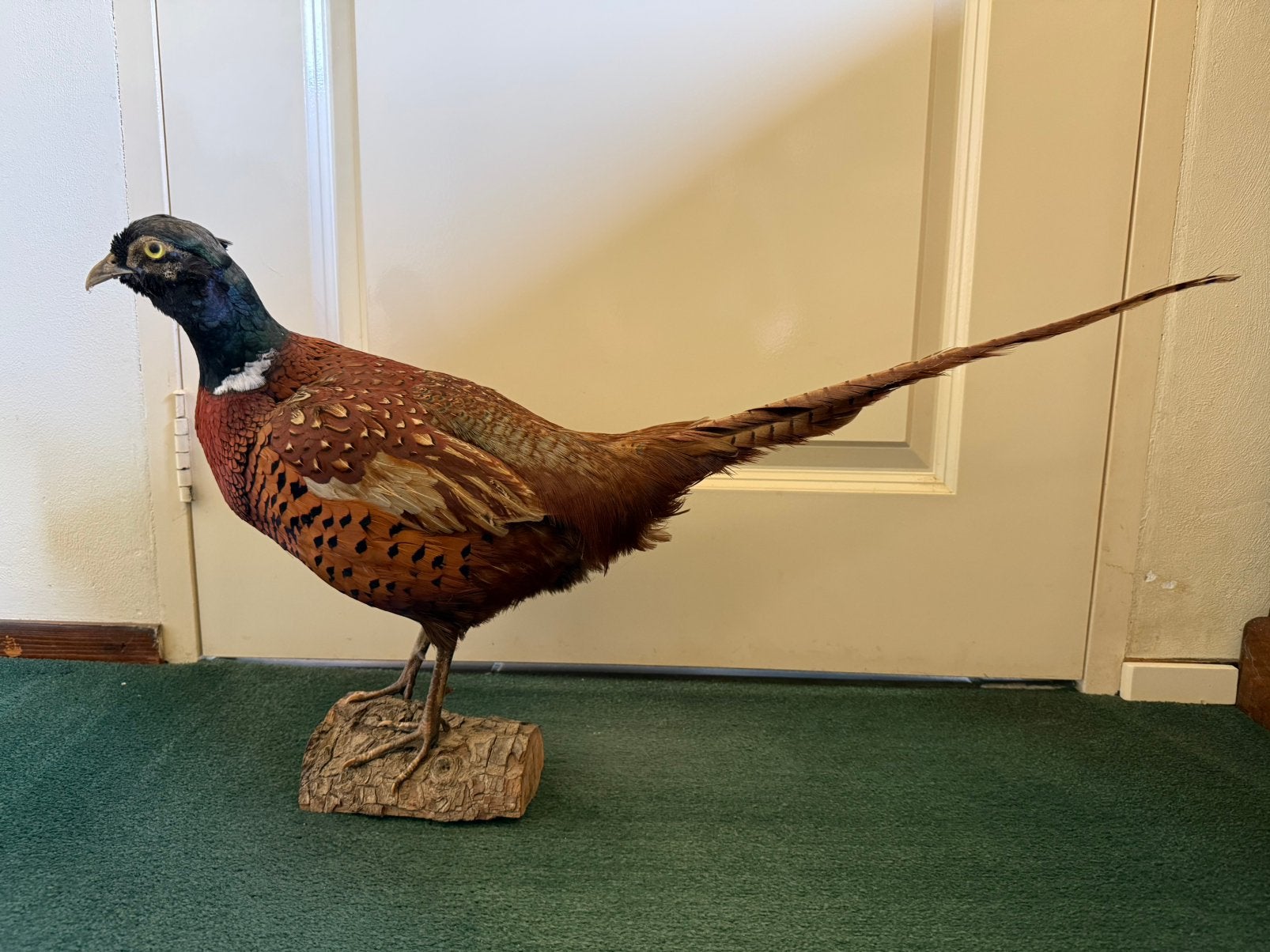 Opgezette fazant taxidermie, Ophalen, Gebruikt, Vogel, Opgezet dier