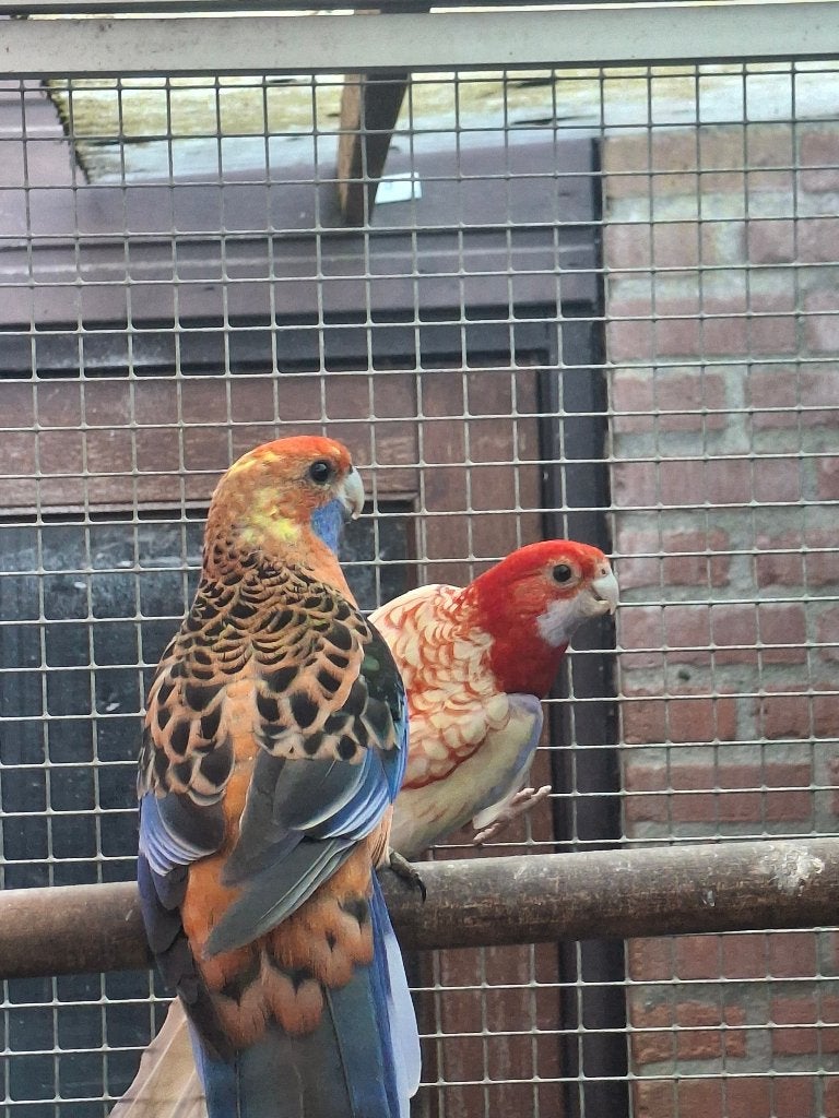 koppel mutatie pennant rosella's 2024, Dieren en Toebehoren, Vogels | Parkieten en Papegaaien, Meerdere dieren, Parkiet, Geringd