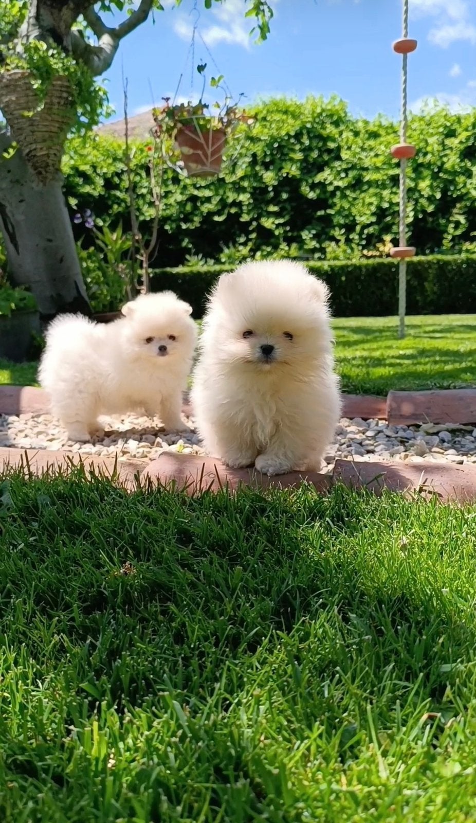 🌺Pomeranian🌺, Dieren en Toebehoren, België, Particulier, Keeshond, 8 tot 15 weken