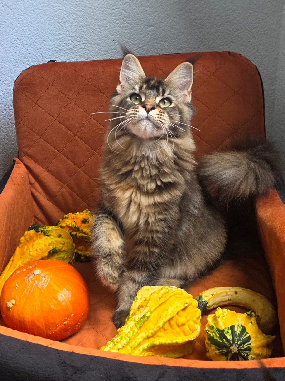 Maine Coon kittens met stamboom – uniek warm bruin, Dieren en Toebehoren, Meerdere dieren, Met stamboom, 0 tot 2 jaar