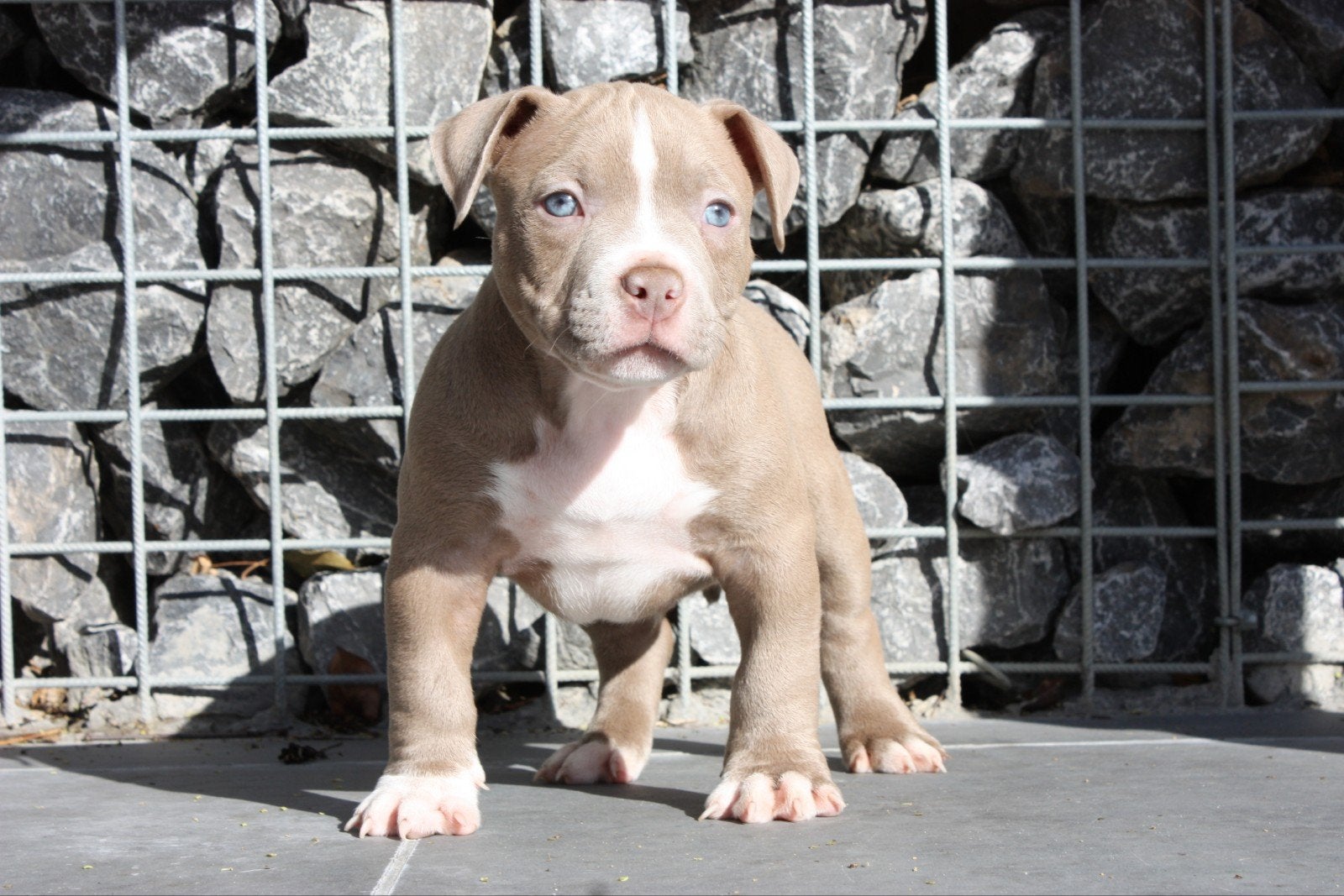 American Pocket Bullys, Dieren en Toebehoren, Overige rassen, 8 tot 15 weken, Meerdere, Meerdere dieren